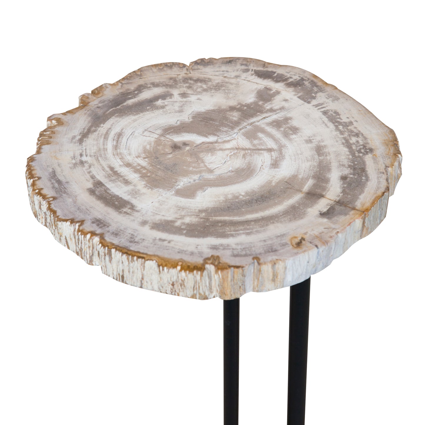 Light Petrified Wood Staccato Table, 50cm, From Indonesia