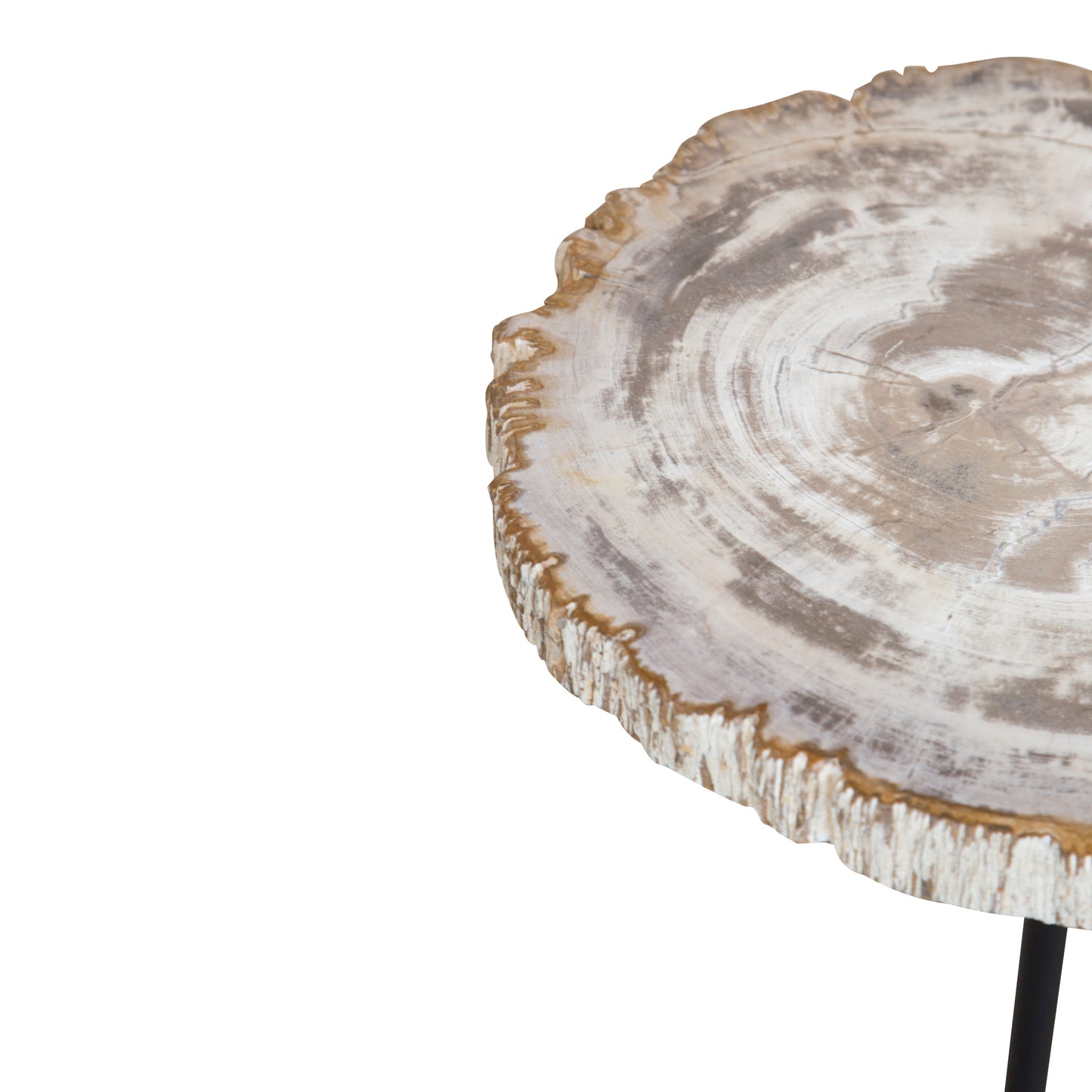 Light Petrified Wood Staccato Table, 50cm, From Indonesia